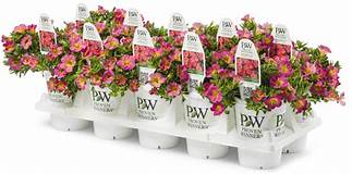 PICK UP IN STORE Proven Winner Annuals PREORDER