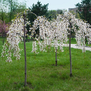 FLOWERING CHERRY Weeping Yoshino Prunus × yedoensis (7 Gallon)