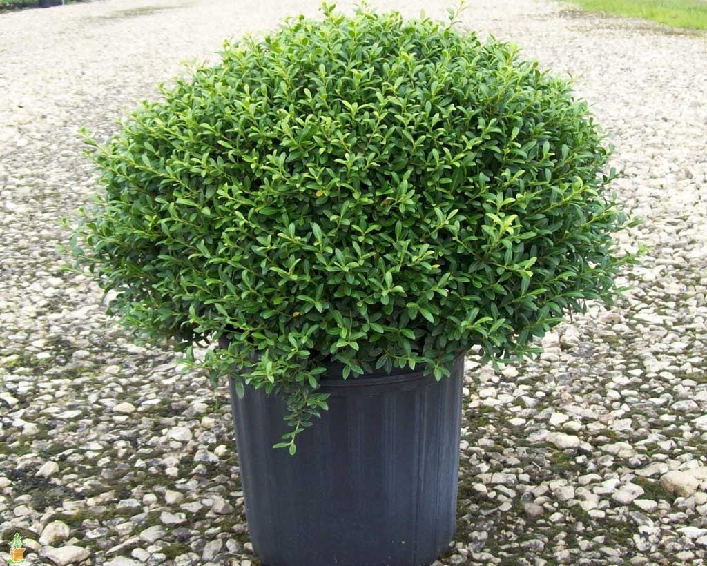 ilex crenata ‘soft touch’ SOFT TOUCH HOLLY