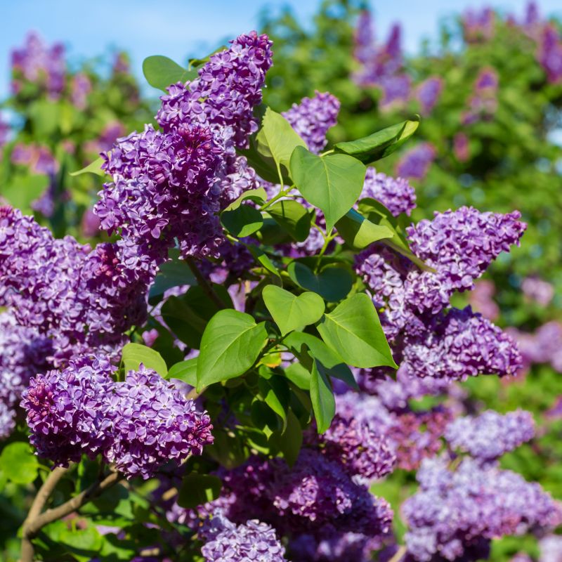 LILAC COMMON PURPLE (3 gallon) Syringa vulgaris