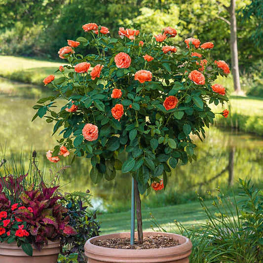 DRIFT ROSE TREE FORM CORAL (5 gallon) Rosa 'Meidrifora' treeform