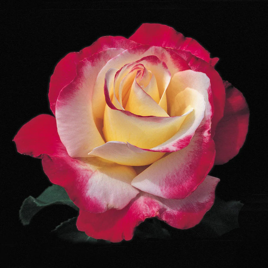 HYBRID TEA ROSE DOUBLE DELIGHT (3 gallon) rosa 'double delight'