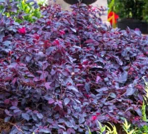 RED DIAMOND LOROPETALUM (3 gallon) Loropetalum chinense 'Shang-Red'