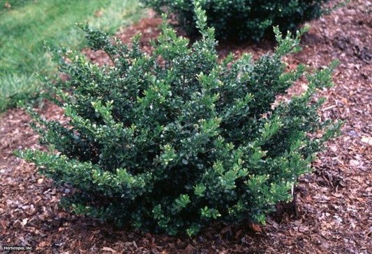 ilex crenata ‘compacta’ COMPACT HOLLY