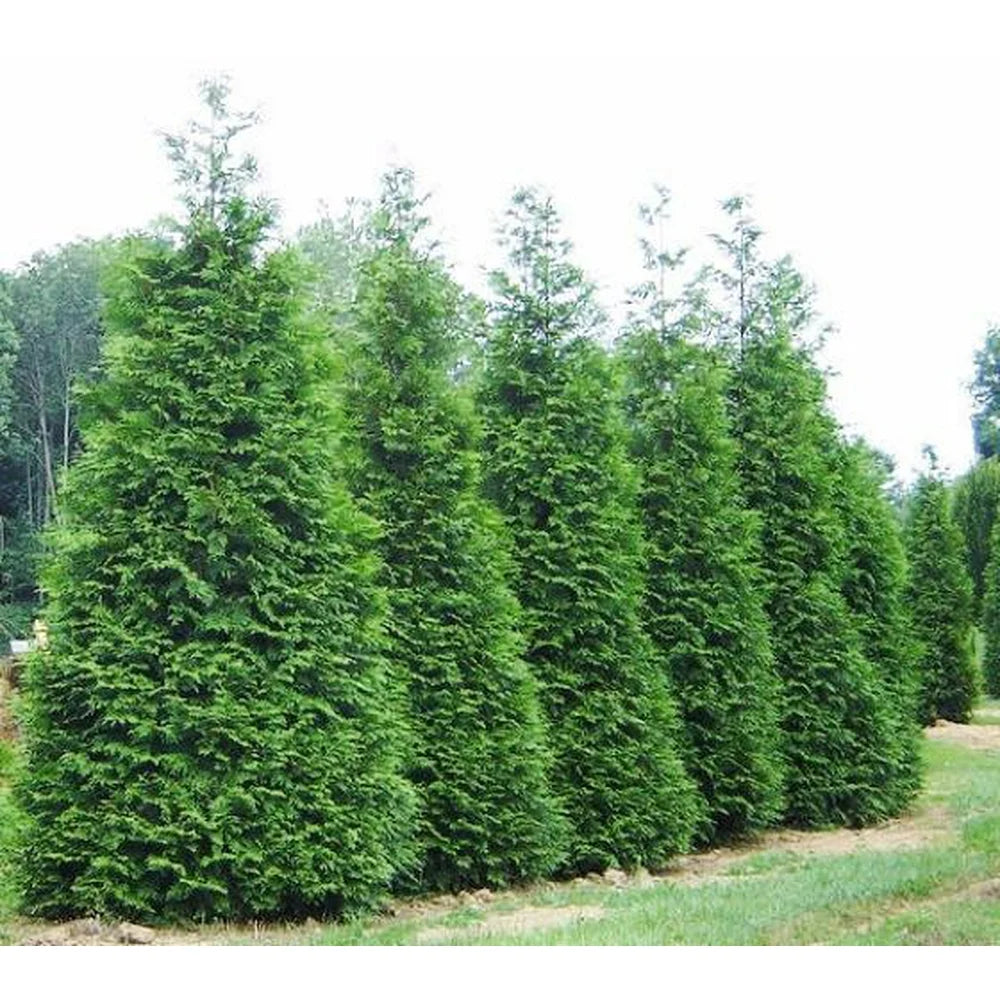 ARBORVITAE GREEN GIANT (7 gallon) thuja plicata 'Green Giant'