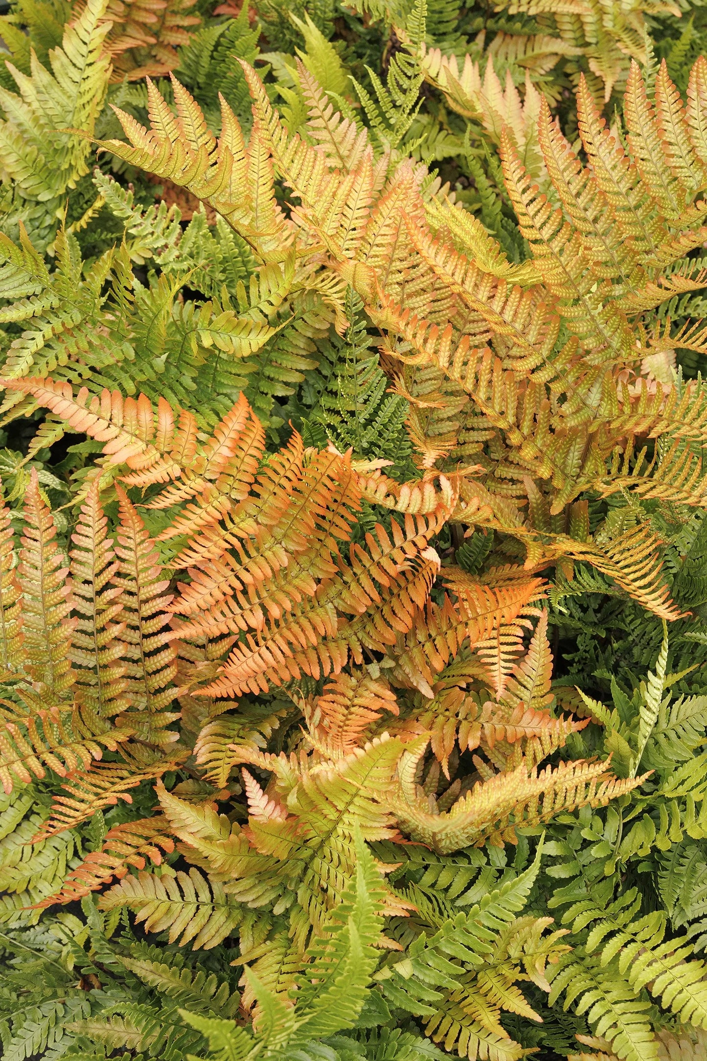 FERN BRILLIANCE AUTUMN FERN (1 gallon) dryopteris erythrosora 'Brilliance'