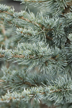 Load image into Gallery viewer, CEDAR BLUE ATLAS (7' BB) 'cedrus atlantica 'Glauca''