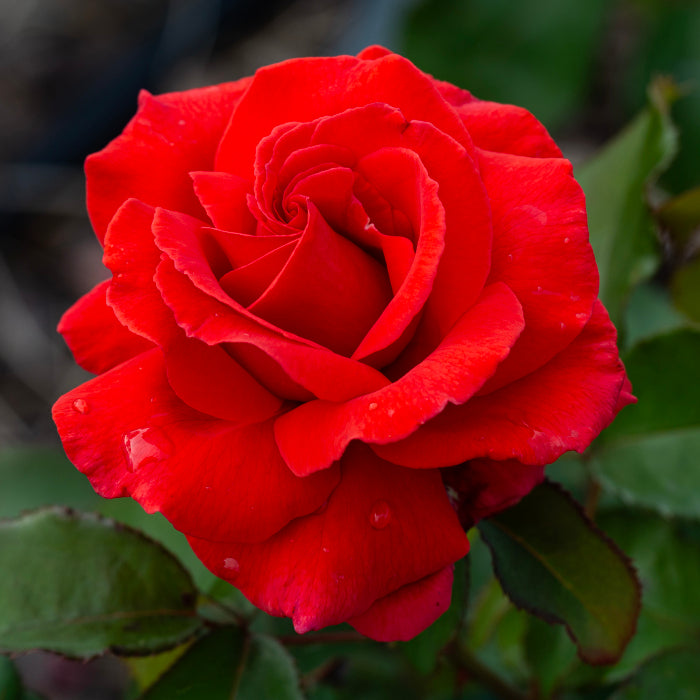 HYBRID TEA ROSE FRAGRANT CLOUD (3 gallon) rosa 'fragrant cloud'