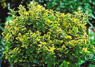euonymus japonica ‘aureo-marginata’ GOLDEN EUONYMUS