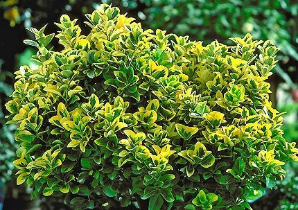 euonymus japonica ‘aureo-marginata’ GOLDEN EUONYMUS