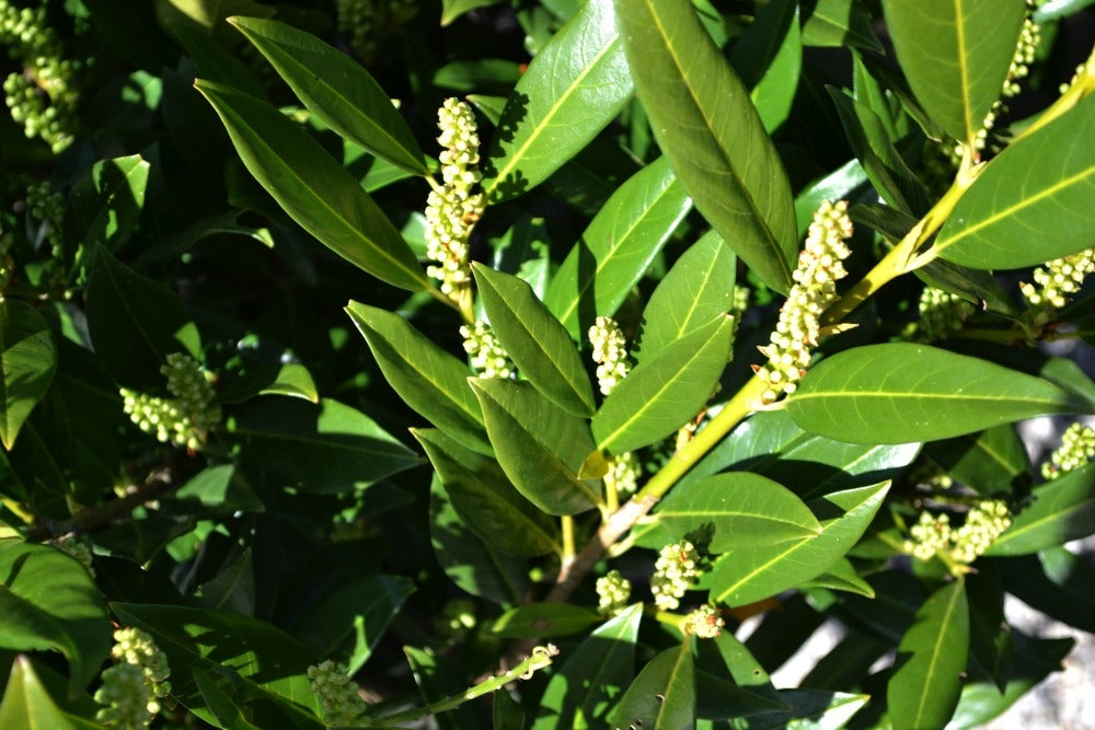 prunus laurocerasus 'otto luyken' OTTO LUYKEN LAUREL