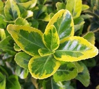 euonymus japonica ‘aureo-marginata’ GOLDEN EUONYMUS