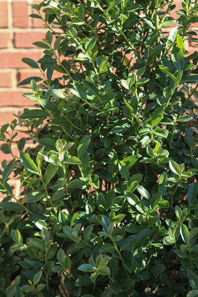 HOLLY ARROW POINT (10 gallon) Ilex x