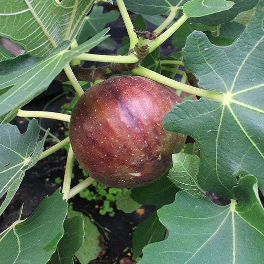 FIG TREE LSU PURPLE  (3 Gallon) ficus carica 'lsu"