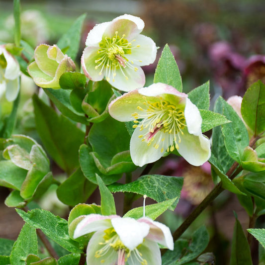 LENTEN ROSE HELLEBORUS FROSTKISS MOLLY'S WHITE (half gallon) helleborus 'molly's white'