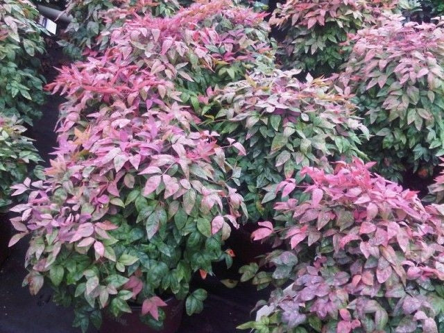 nandina domestica  'aka' BLUSH PINK NANDINA