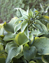 Load image into Gallery viewer, HOSTA EARTH ANGEL (1 quart) plantain lily 'earth angel'