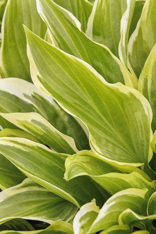HOSTA SO SWEET (1 quart) hosta x 'so sweet'