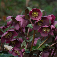 Load image into Gallery viewer, LENTEN ROSE HELLEBORUS FROSTKISS PIPPA'S PURPLE (half gallon) helleborus 'pippa's purple'