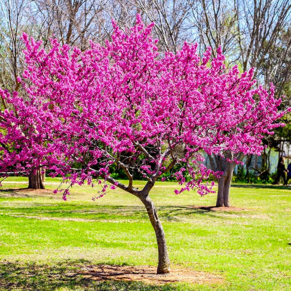 REDBUD EASTERN (2.5" caliper) - cercis canadensis