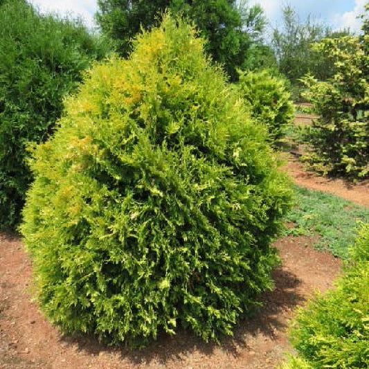 ARBORVITAE LEMON BURST (3 gallon) Thuja occidentalis