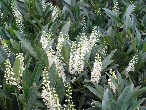 prunus laurocerasus 'otto luyken' OTTO LUYKEN LAUREL