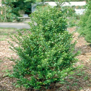 ilex crenata 'Steeds' STEEDS JAPANESE HOLLY