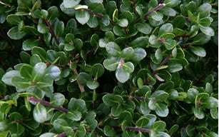 ilex crenata ‘compacta’ COMPACT HOLLY