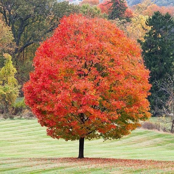 Sugar Maple Tree (5 Gallon) - Brilliant Fall Color & Maple Syrup ...
