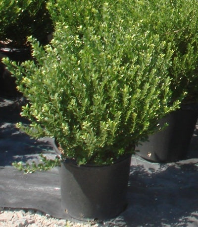 ilex crenata ‘compacta’ COMPACT HOLLY