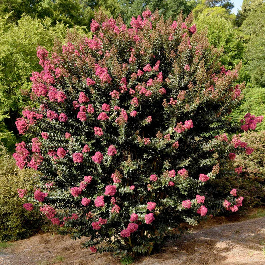 CRAPE MYRTLE PLUM MAGIC (3 gallon) lagerstroemia 'Plum Magic'