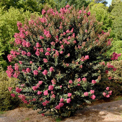 CRAPE MYRTLE PLUM MAGIC (3 gallon) lagerstroemia 'Plum Magic'