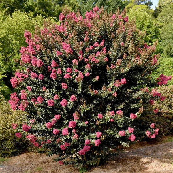 CRAPE MYRTLE PLUM MAGIC (3 gallon) lagerstroemia 'Plum Magic'