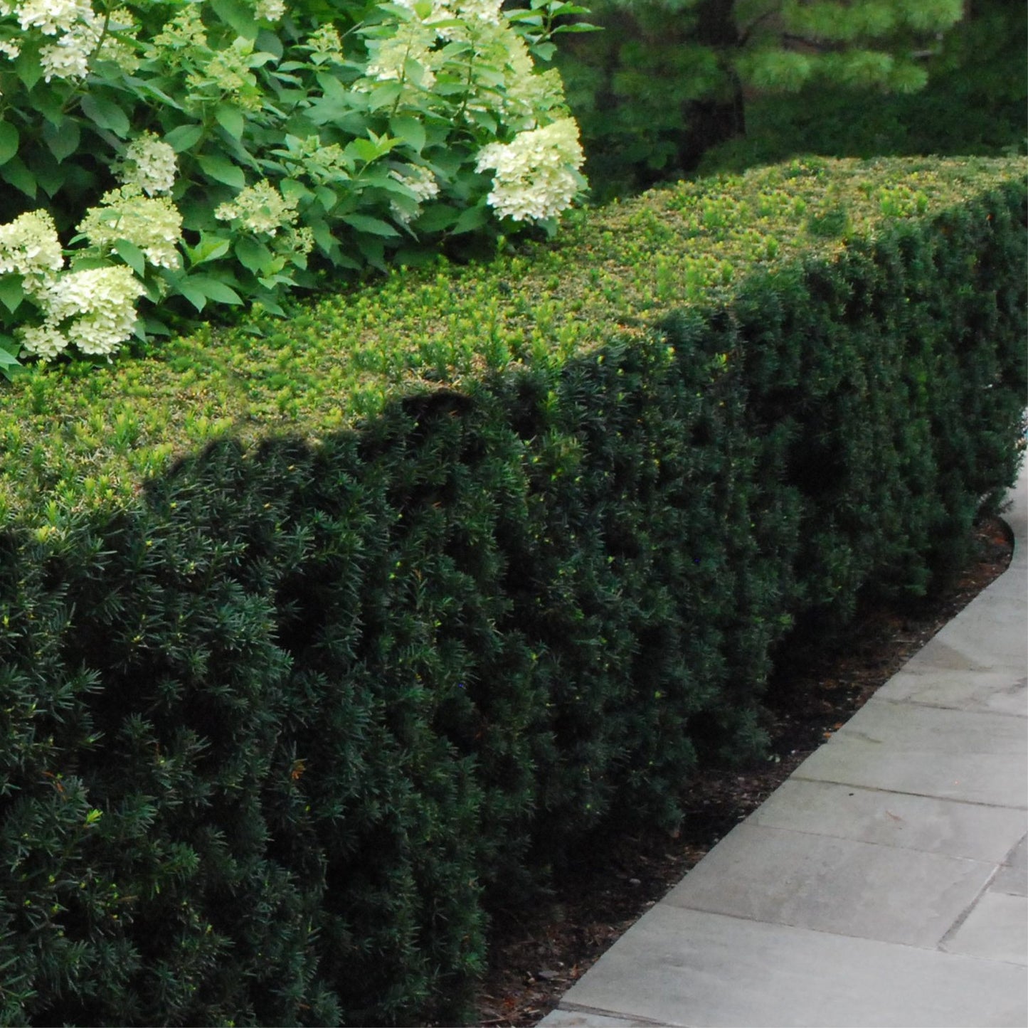 DENSIFORMIS YEW (2 gallon) taxus cuspidata 'Densiformis'