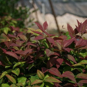 nandina domestica  'aka' BLUSH PINK NANDINA