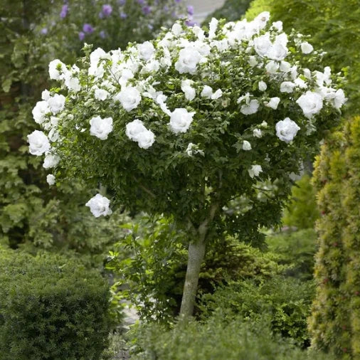 DRIFT ROSE TREE WHITE (5 gallon) Rosa 'Meizorland'