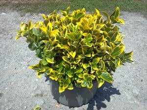 euonymus japonica ‘aureo-marginata’ GOLDEN EUONYMUS