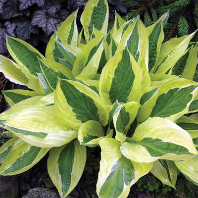 HOSTA YELLOW POLKA DOT BIKINI (1 quart) plantain lily 'yellow polka dot bikini'