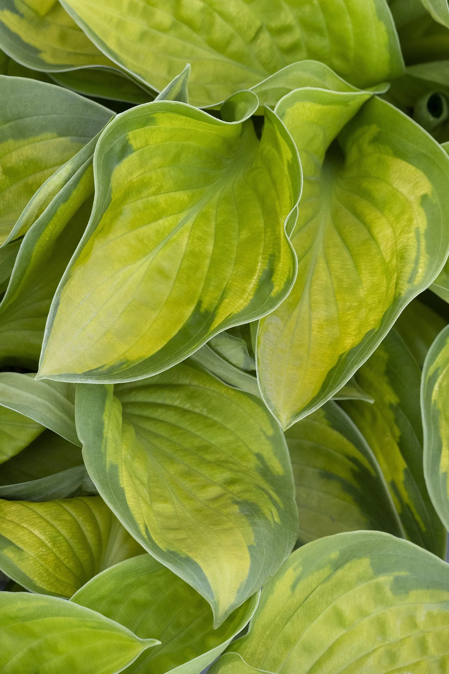 HOSTA RAINFOREST SUNRISE (1 quart) hosta x 'rainforest sunrise'