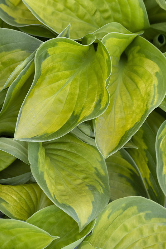 HOSTA RAINFOREST SUNRISE (1 quart) hosta x 'rainforest sunrise'