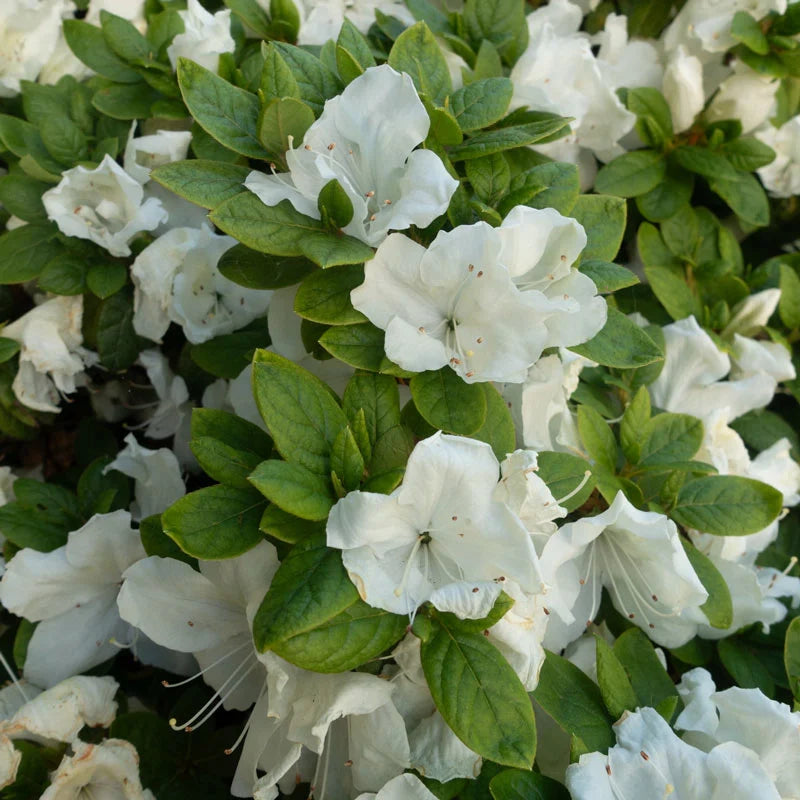 azalea x AZALEA GIRARD'S PLEASENT WHITE (3 GALLON)