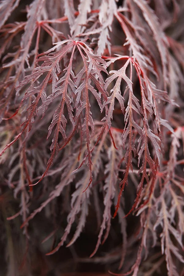 JAPANESE MAPLE CRIMSON QUEEN (2 gallon) acer palmatum var. dissectum 'Crimson Queen'