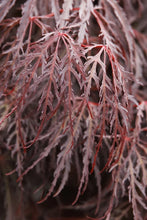 Load image into Gallery viewer, JAPANESE MAPLE CRIMSON QUEEN (15 gallon) acer palmatum var. dissectum 'Crimson Queen'