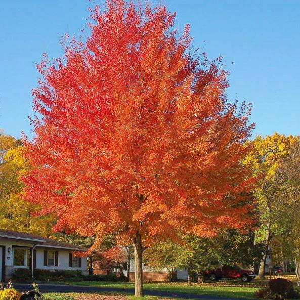 Autumn Blaze Maple (1.5