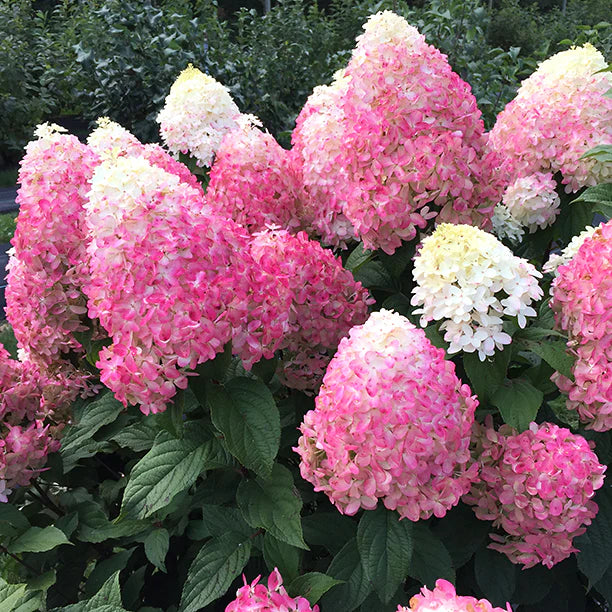 QUICK FIRE FAB HYDRANGEA (3 Gallon) hydrangea paniculata 'quick fire fab'