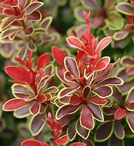 ADMIRATION BARBERRY (3 gallon) berberis thunbergii 'admiration'