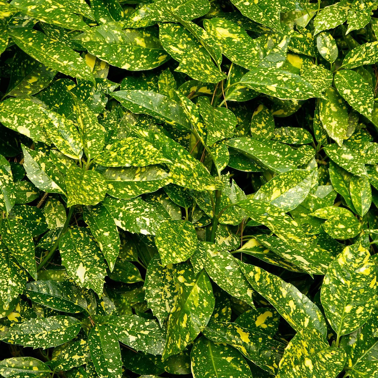 AUCUBA VARIEGATED (3 gallon) aucuba japonica 'variegata'