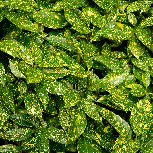 AUCUBA VARIEGATED (3 gallon) aucuba japonica 'variegata'