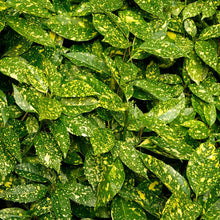 Load image into Gallery viewer, AUCUBA VARIEGATED (3 gallon) aucuba japonica 'variegata'