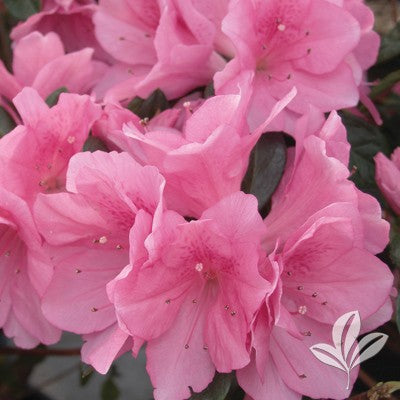 azalea x AZALEA PINK RUFFLES (3 GALLON)